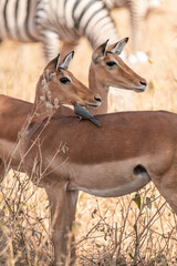 impala antelope in wild, bird on top