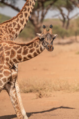 giraffe group in the wild