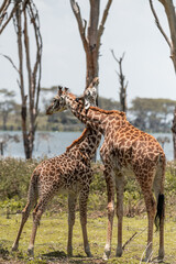 giraffe group in the wild