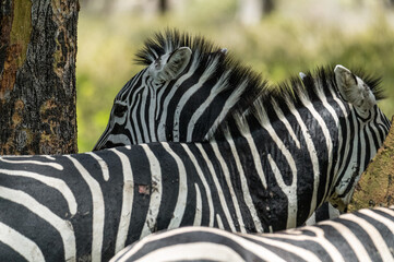zebra group in the wild