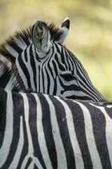 zebra group in the wild