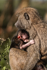 mother and baby baboon monkey in the wild