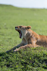 wild female lion cub in the grass