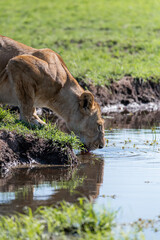 wild female lion cub drink in water