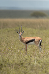 Naklejka na ściany i meble impala antelope in the wild