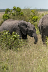 wild elephant in the grass