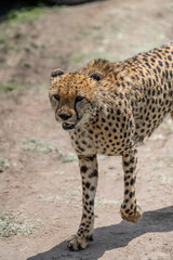 wild cheetah leopard in the grass