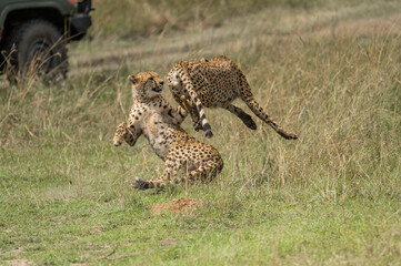 cheetah leopard fighting in wild