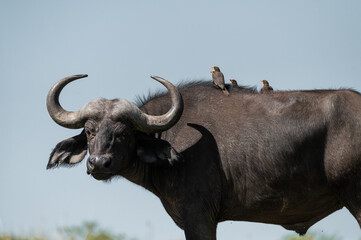 wildebeest in the wild with brids in the back