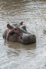hippopotamus hippo in water wild