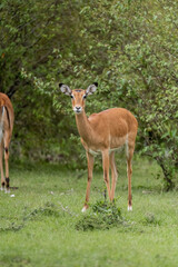 Naklejka na ściany i meble wild deer impala in the forest