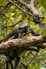 Naklejka na ściany i meble zanzibar red colobus monkey family fighting
