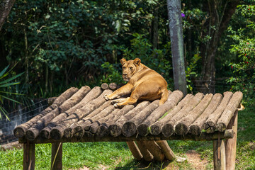 Lioness sunbathing on a bench at the zoo, with green landscape in the background.