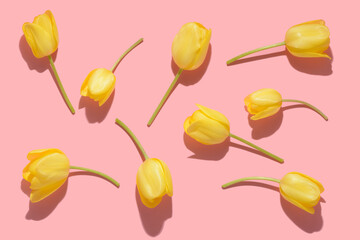 flat lay spring abstract flowers background of yellow tulips flower with hard shadow over pink