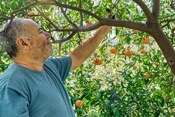 Gardener mature man collecting ripe citrus fruits during harvesting in citrus orchard, cutting it...
