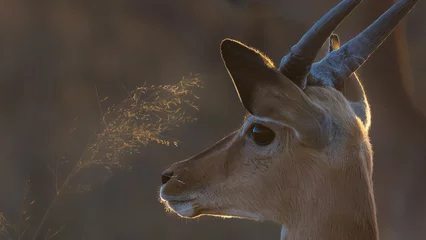 Garden poster Antelope Impala blackface