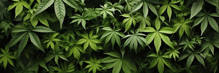 Vibrant fresh marijuana leaves background â€“ ideal for banner design with ample copy space