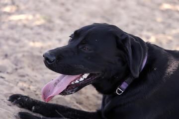 The black Labrador puppy takes a break, lying down in the shade. It looks tired but content, enjoying a moment of relaxation.