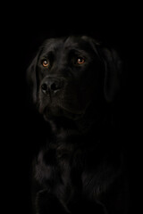 black labrador retriever puppy