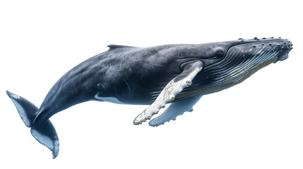 baleine à bosse détourée sur fond transparent - obrazy, fototapety, plakaty