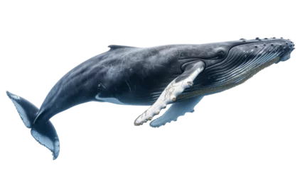 Fotobehang baleine à bosse détourée sur fond transparent © Sébastien Jouve