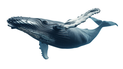 baleine à bosse détourée sur fond transparent