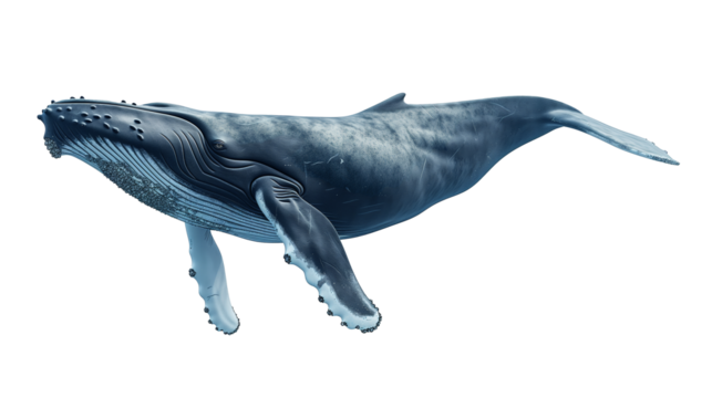 baleine à bosse détourée sur fond transparent