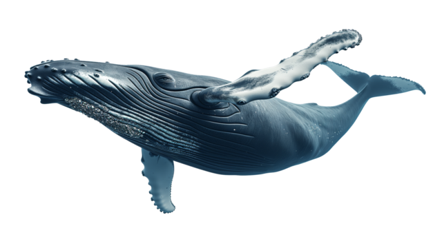 baleine à bosse détourée sur fond transparent