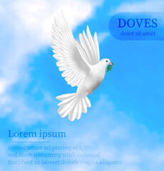 White dove composition in realistic design