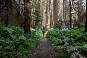 Obraz premium hiking in the woods