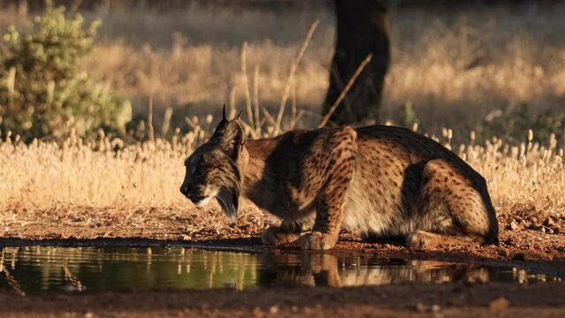 Iberian lynx drinking water, Lynx pardinus, 
endangered species in Spain