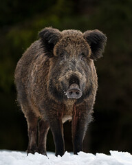 Big wild boar on snow in winter forest scenery - 724085247