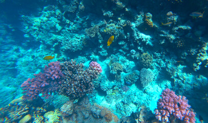 Amazing  coral reef and fish