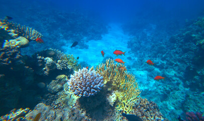 Amazing  coral reef and fish