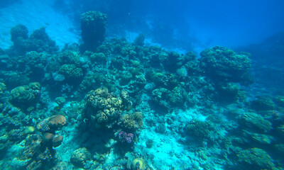 Naklejka na ściany i meble Amazing coral reef and fish