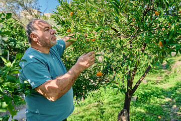 Gardener mature man collecting ripe citrus fruits during harvesting in citrus orchard, cutting it...