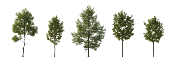 Tilia cordata and sycamore platanus maple cloudy street summer trees isolated png on a transparent background premium cutout (small-leaved linden, European linden) 