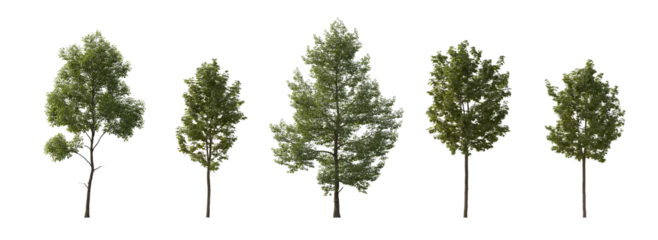 Gardinen Tilia cordata and sycamore platanus maple cloudy set street summer trees medium and small isolated png on a transparent background perfectly cutout (small-leaved linden, European linden)  © Roman