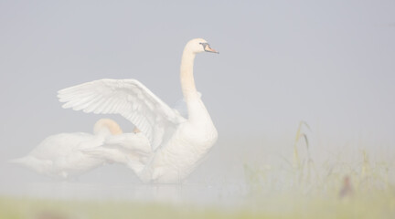 Mute swan - at a wetland in heavy morning fog in spring