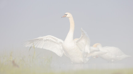 Mute swan - at a wetland in heavy morning fog in spring