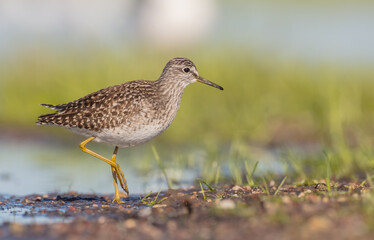 Wood Sandpiper  - in spring on the migration way at wetland