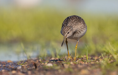 Wood Sandpiper  - in spring on the migration way at wetland