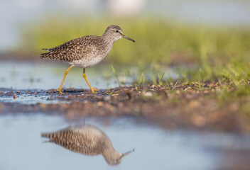 Wood Sandpiper  - in spring on the migration way at wetland