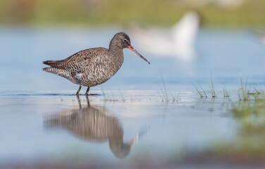 Obraz premium Spotted redshank - in spring feeding at wetland on the migration way