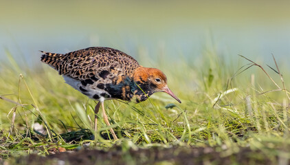 Ruff - male bird at a wetland on the mating season in spring