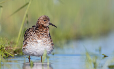 Ruff - male bird at a wetland on the mating season in spring