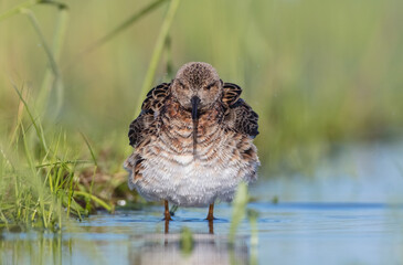 Ruff - male bird at a wetland on the mating season in spring