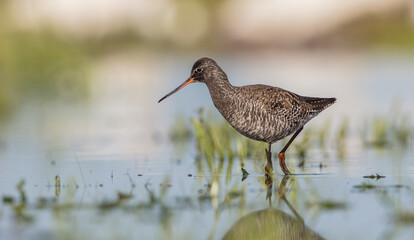 Spotted redshank  - in spring feeding at wetland  on the migration way