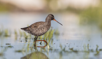 Spotted redshank  - in spring feeding at wetland  on the migration way