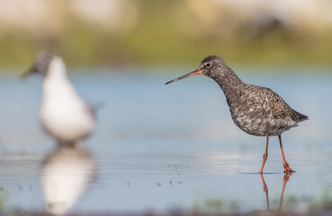 Spotted redshank  - in spring feeding at wetland  on the migration way